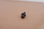 Homelite Bandit UT10901A Chainsaw Oem Primer Bulb Used. Price: $5.00.